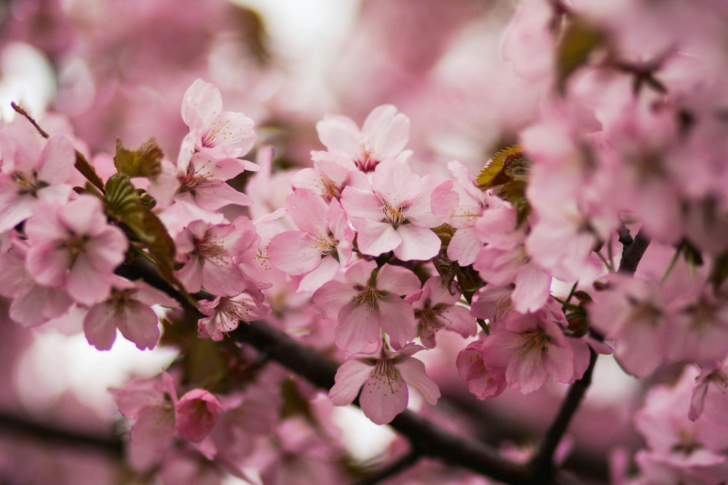 Cherry Blossom Collection