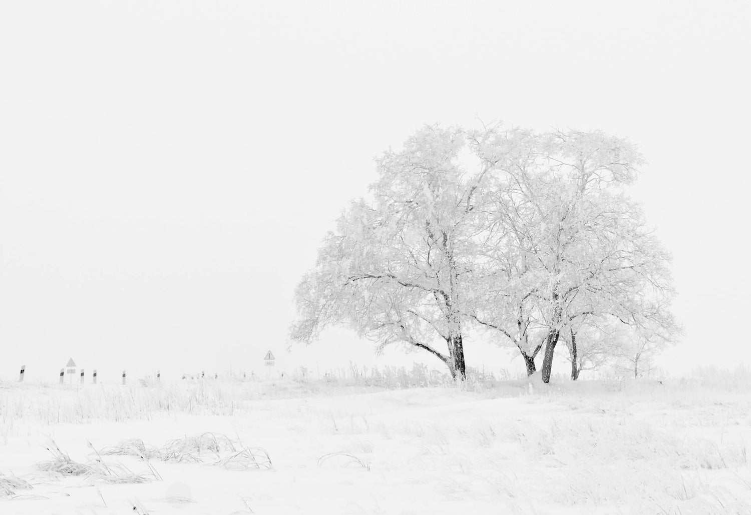 Pure White Collection