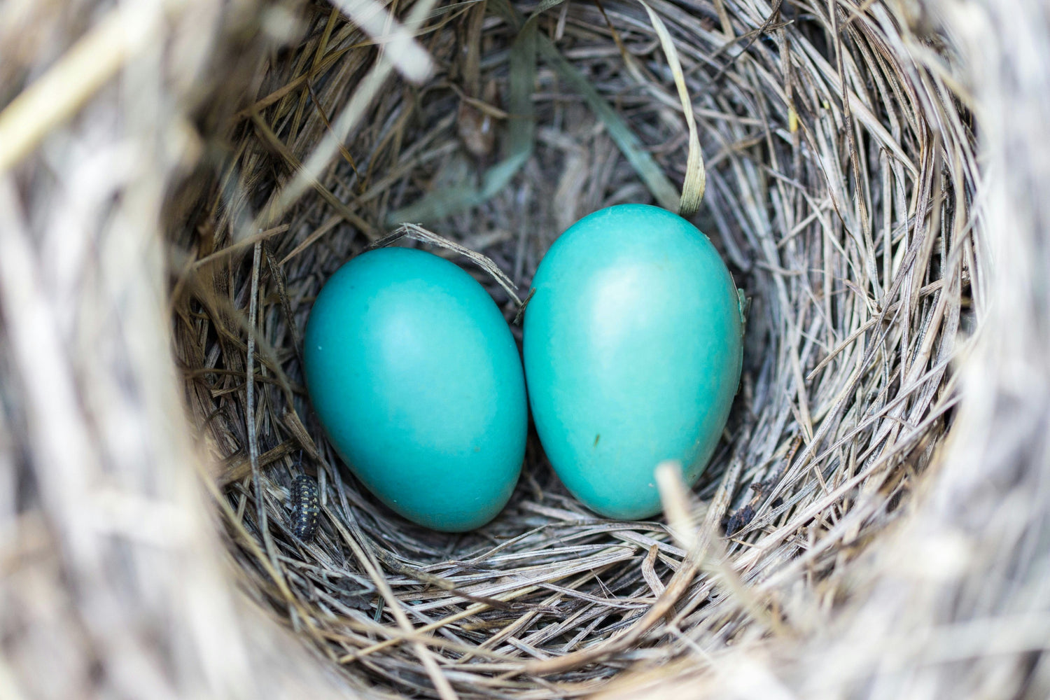 Robin Egg Collection