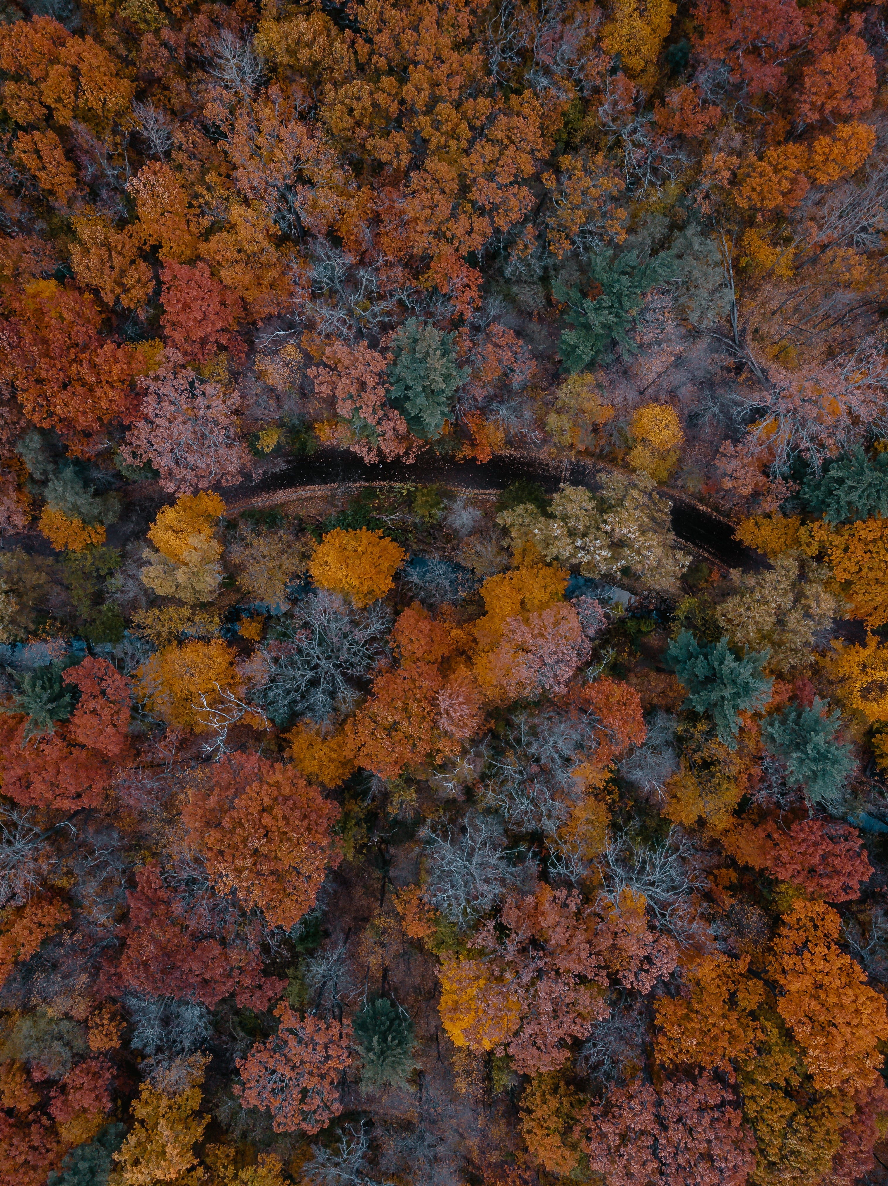 winding-road-covered-in-autumn-trees